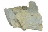 Wide Enrolled Flexicalymene Trilobite - Mt Orab, Ohio #248601-1